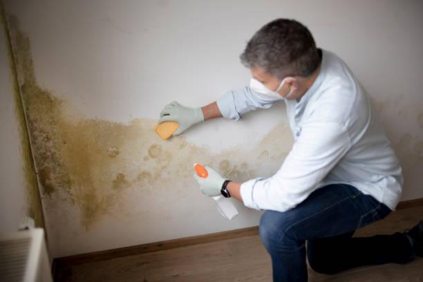 Best Basement Mold Removal  in Hamilton Square, NJ
